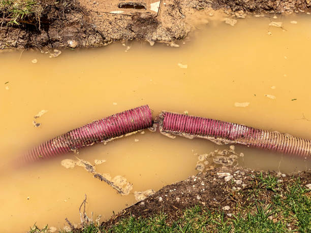 Best Carpet water damage restoration  in Williams, AZ